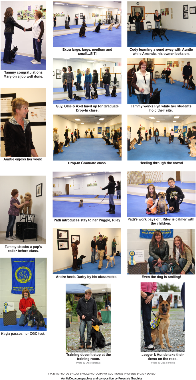 dog training pics
