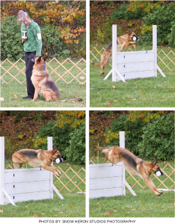 dog training