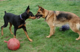 Maximus & Jaeger