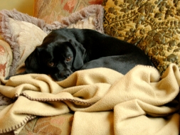 Tucker von Tude
