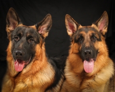 Zorro & Ryker
